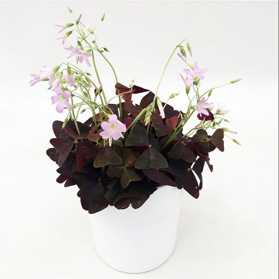 Oxalis Deppei Süs Yoncası