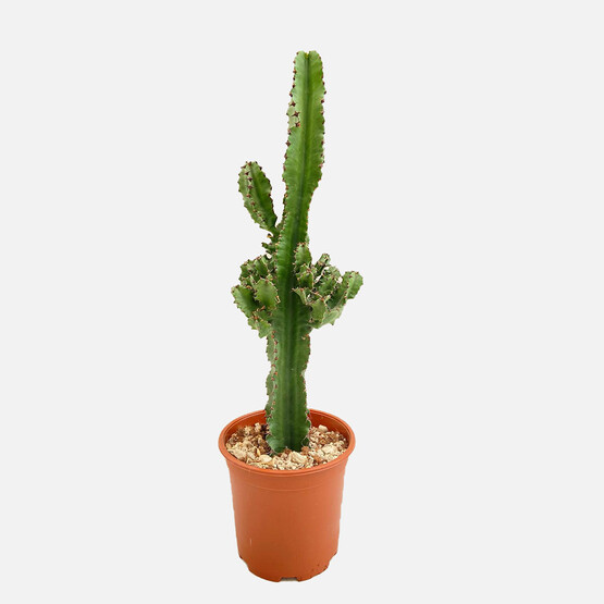 Euphorbia Cactus Süt Ağacı