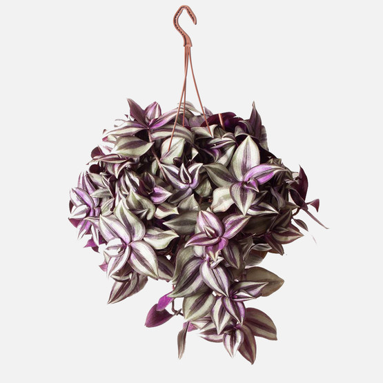 Makrome Tradescantia (Telgraf) Çiçeği