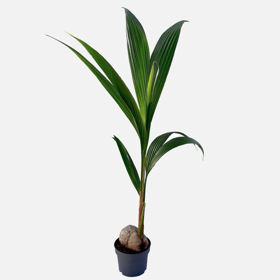 Cocos Bitkisi