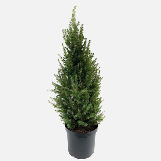 Picea Omorica Ladin