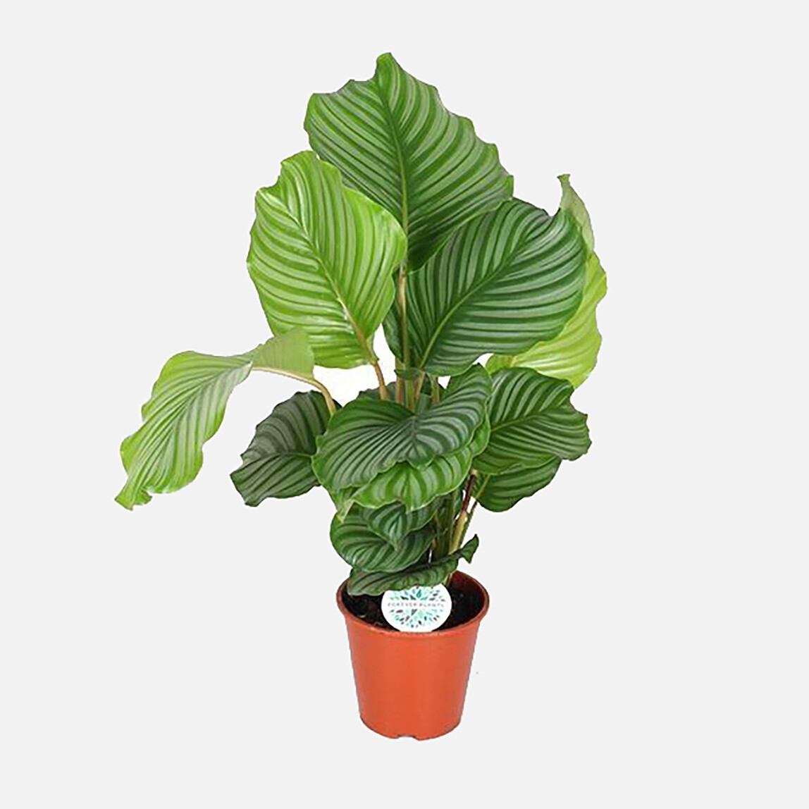    Calathea Orbifolia Bitkisi 