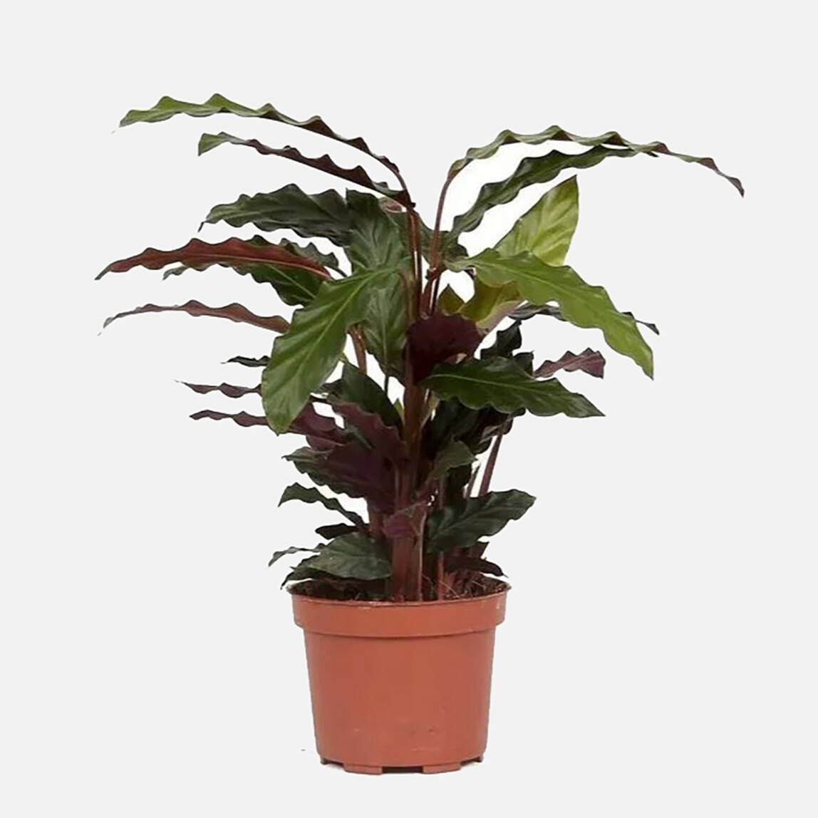    Calathea Rufubarba 