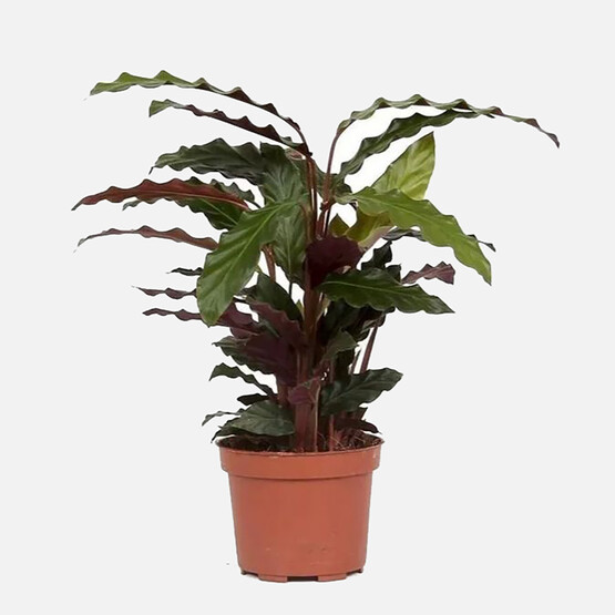 Calathea Rufubarba